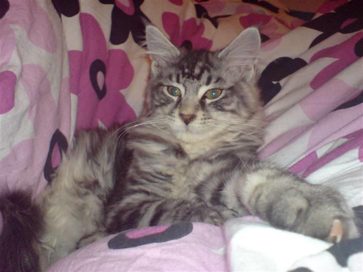 Maine Coon Dirk billede 3