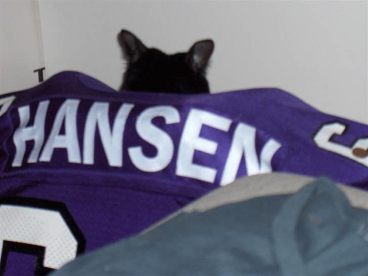 Huskat simba - det er ikke kun kæresten der er vild med amrikansk fodbold, simba vil også være med :O) billede 2