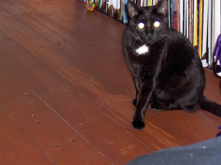 Huskat simba billede 3