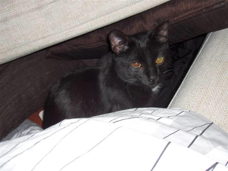 Huskat simba billede 4