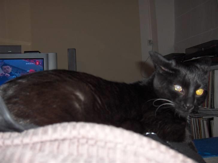 Huskat simba - uhhh jeg kan se meget farlig ud grrrrr billede 5