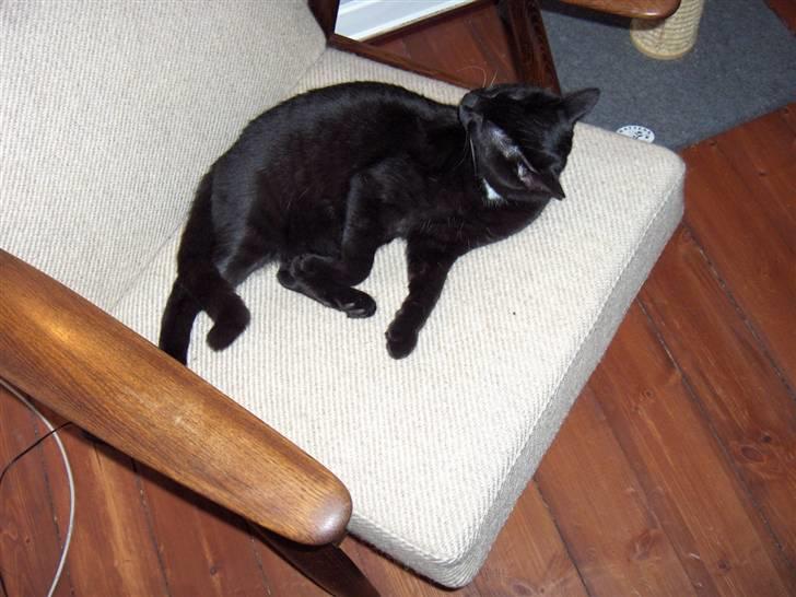 Huskat simba - det er godt med en lur :O) billede 6