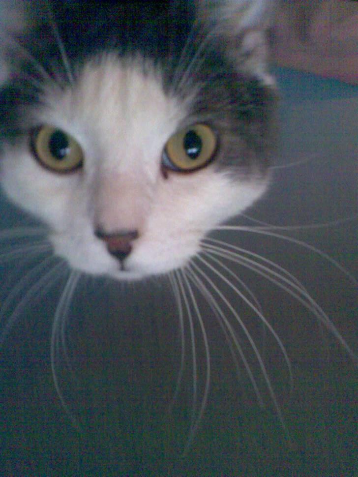 Blanding af racer Obelix billede 2