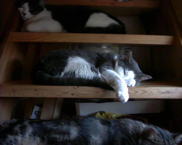 Blanding af racer Obelix billede 3