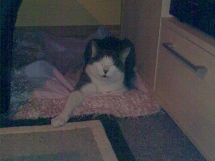 Blanding af racer Obelix billede 4