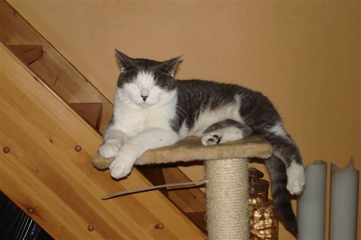 Blanding af racer Obelix billede 5