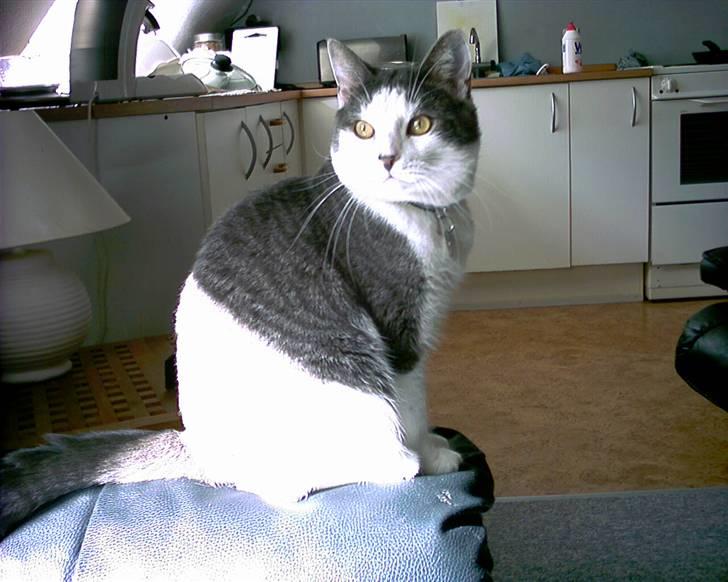 Blanding af racer Obelix billede 6