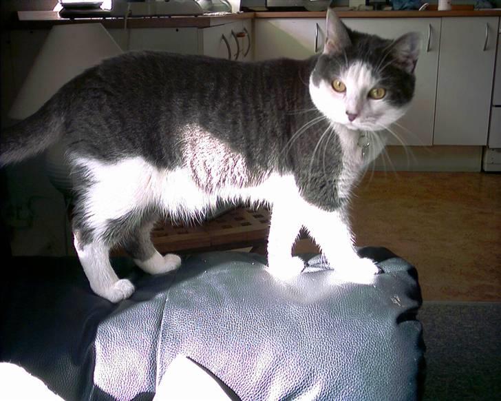 Blanding af racer Obelix billede 7