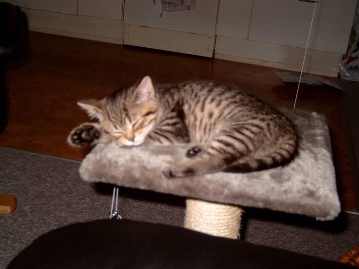 Blanding af racer Luna (NULLE) billede 1