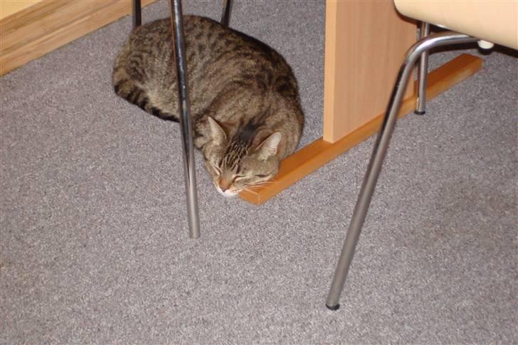 Blanding af racer Luna (NULLE) billede 2