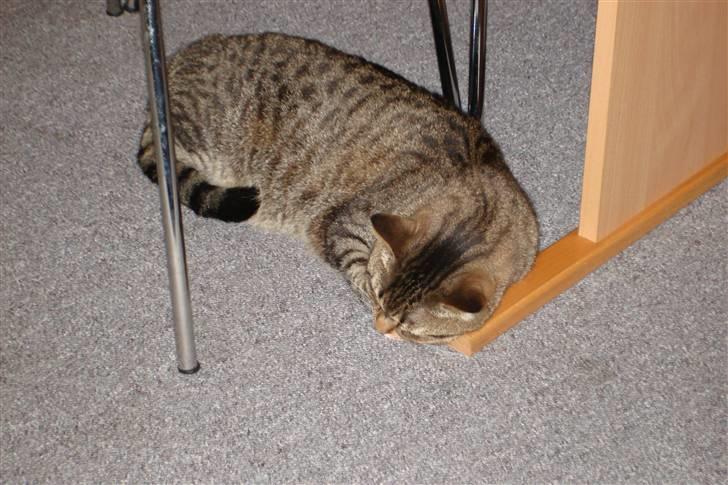 Blanding af racer Luna (NULLE) billede 3