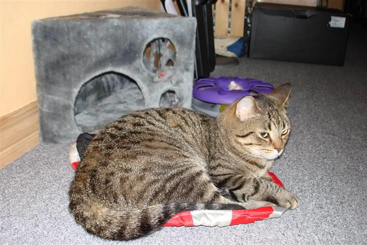 Blanding af racer Luna (NULLE) billede 4