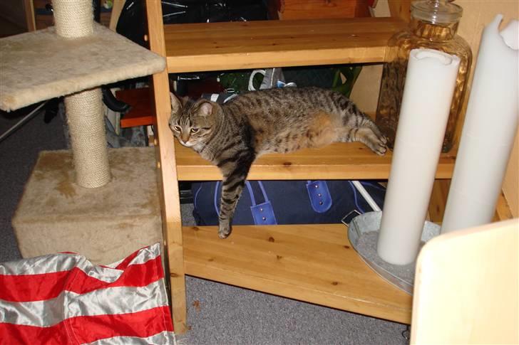 Blanding af racer Luna (NULLE) billede 5