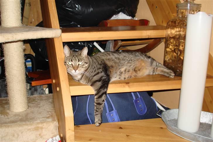 Blanding af racer Luna (NULLE) billede 6