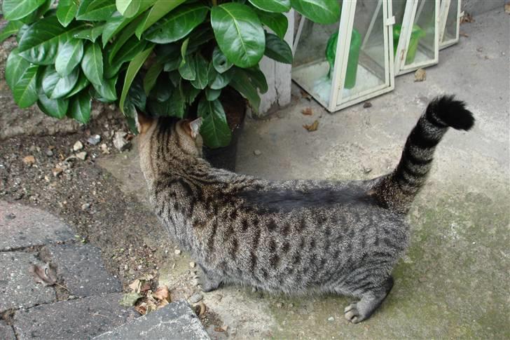 Blanding af racer Luna (NULLE) billede 7