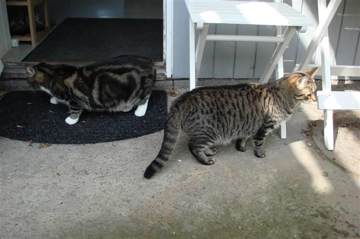 Blanding af racer Luna (NULLE) billede 8