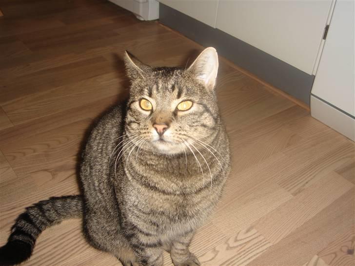 Huskat felix billede 1