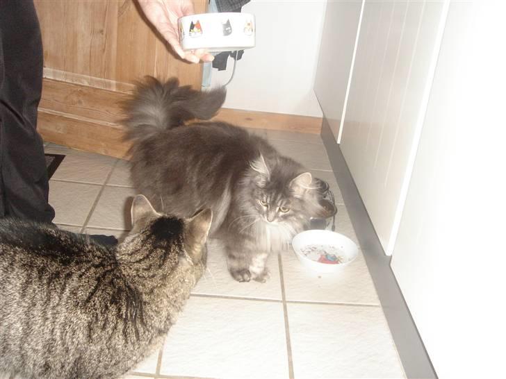 Huskat felix billede 2