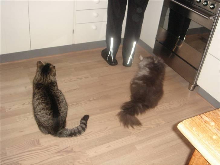 Huskat felix billede 3