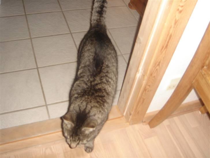 Huskat felix billede 4