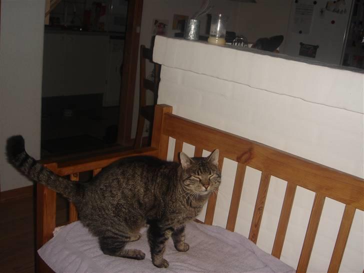 Huskat felix billede 5