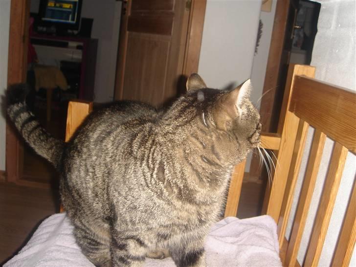 Huskat felix billede 6