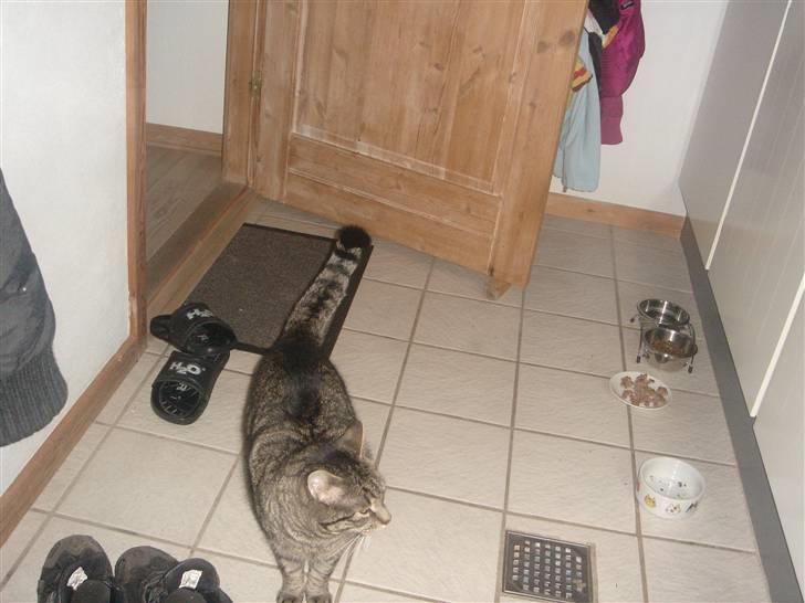 Huskat felix billede 7