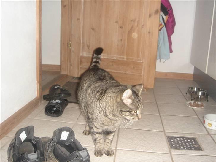 Huskat felix billede 8