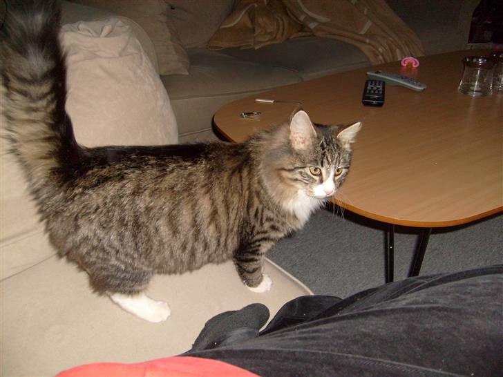 Blanding af racer sasi r.i.p billede 8