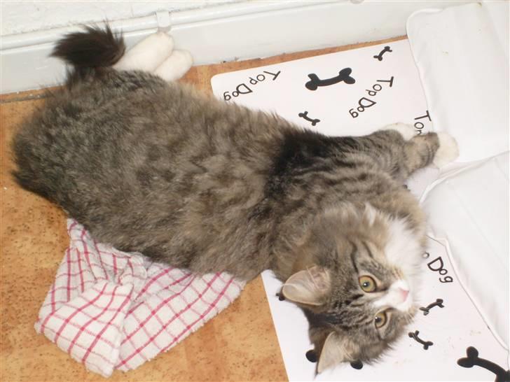 Blanding af racer sasi r.i.p billede 9