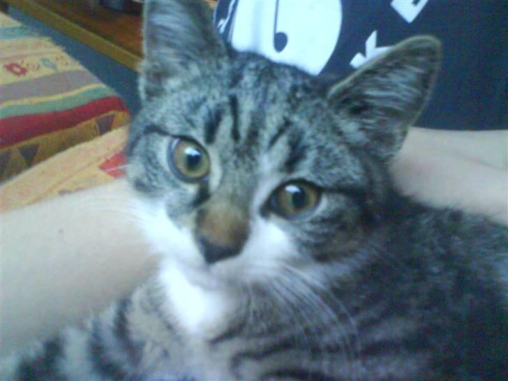 Blanding af racer Rex - der er den første billede af rex billede 1