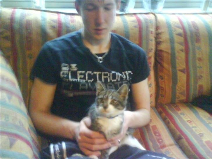 Blanding af racer Rex - der sidder han vil mig billede 2