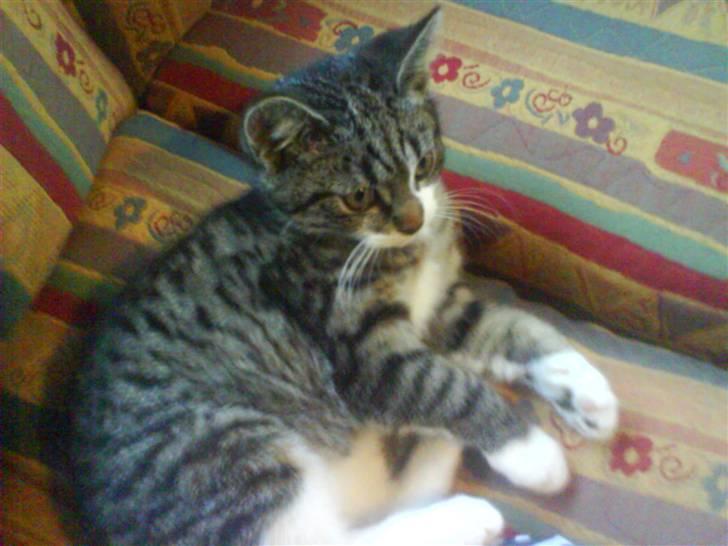 Blanding af racer Rex - her er han selv billede 3