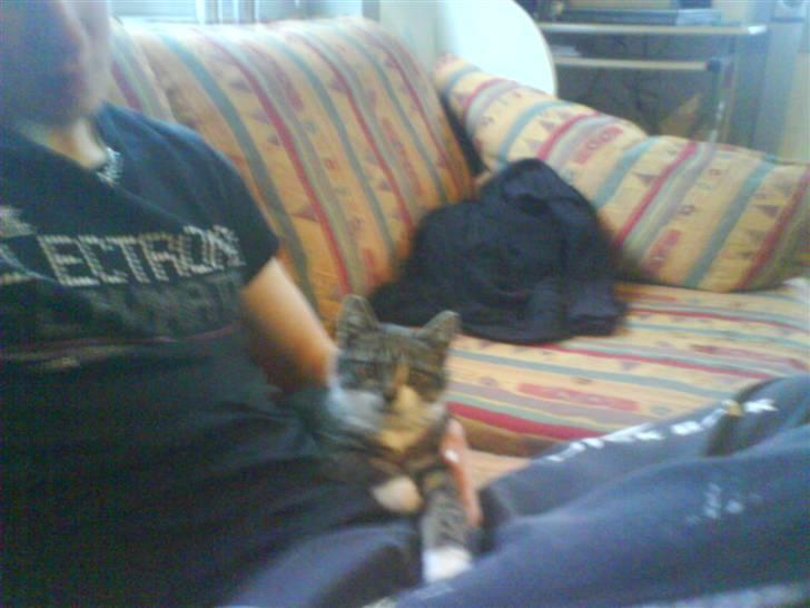 Blanding af racer Rex - han er lidt sky billede 4