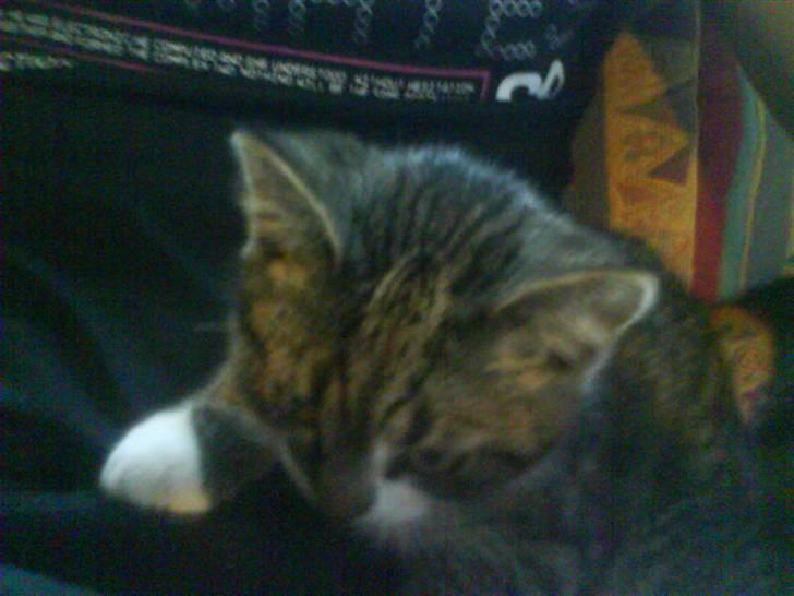 Blanding af racer Rex - se sky som alt billede 5