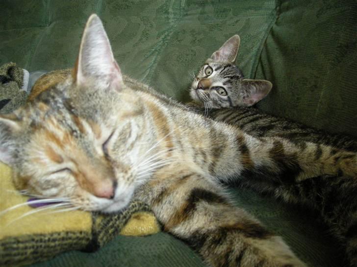 Huskat Pus. - Ligger bare og slapper av billede 1