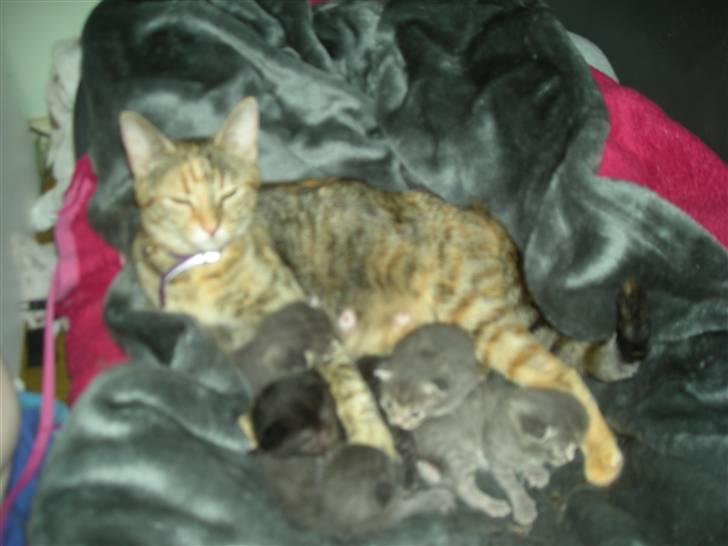 Huskat Pus. - Ligger sammen med mine killinger... er de ikke søde.. :) billede 2