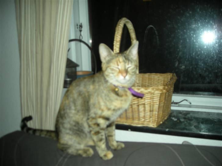 Huskat Pus. - Sitter jeg fint nok nå!...  billede 3