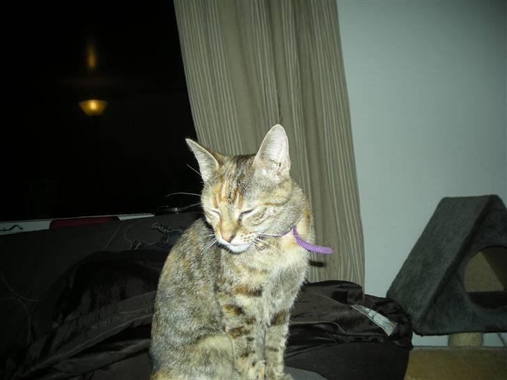 Huskat Pus. - Skal også ha et fra siden..  billede 4