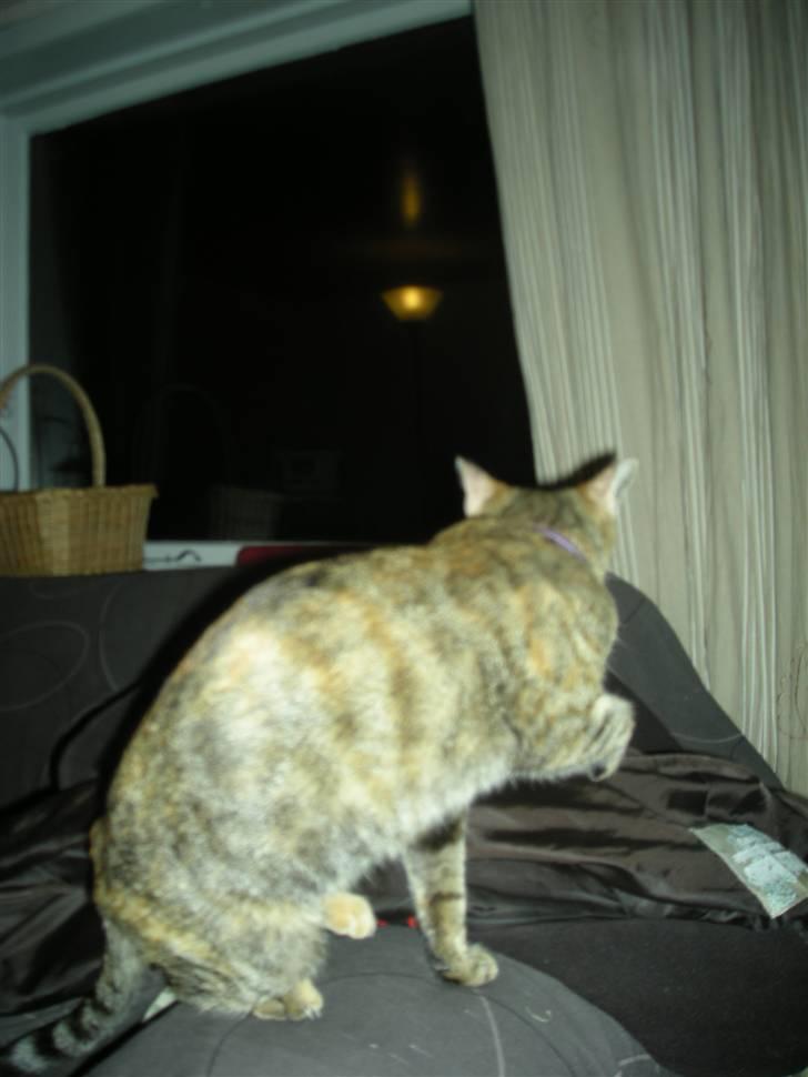 Huskat Pus. - Nå gidder jeg ikke mere...  billede 5