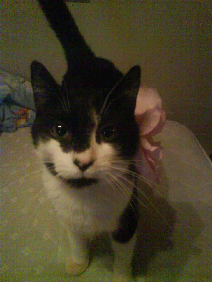 Huskat Bertha - he min kat beertha bliver behandlet som en pige men er en dreng:D billede 9