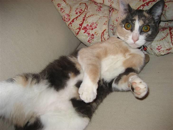 Huskat Frida - Øhh.... Hvad laver du??? billede 6