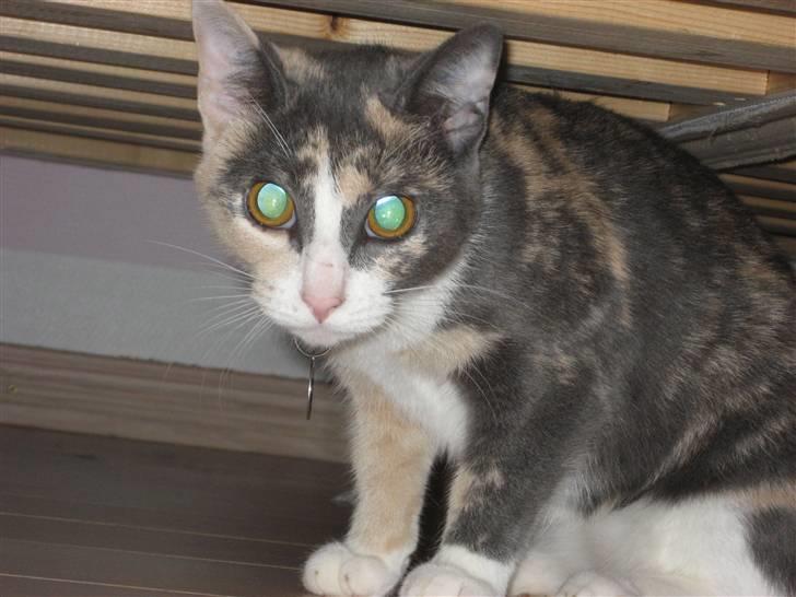 Huskat Frida - Undskyld! Jeg stjæler aldrig mad fra køkken bordet igen!... billede 7