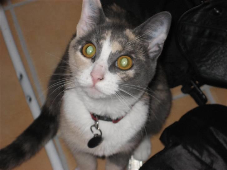 Huskat Frida - Lille søde missekat billede 8