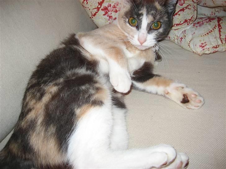 Huskat Frida - Iiii...Altså, jeg lå altså lige at sov! hmm... billede 9