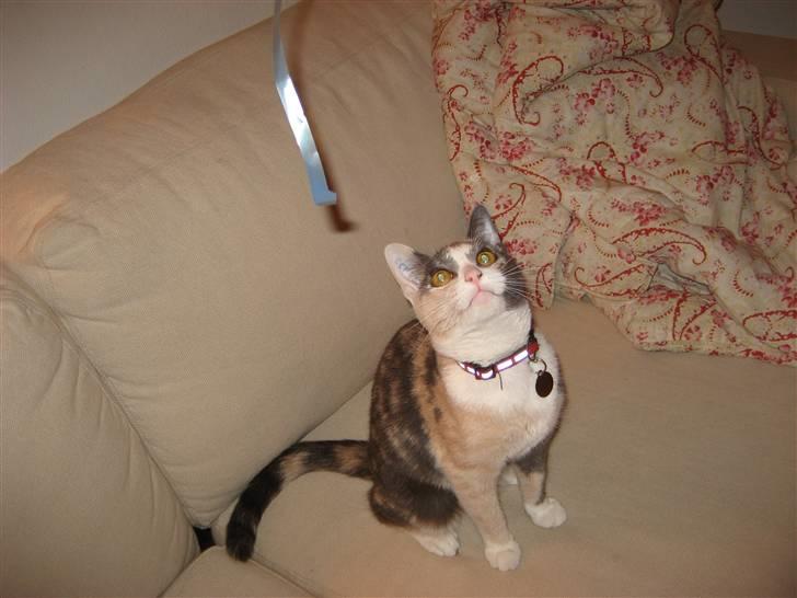 Huskat Frida - Bare pas på SNOR!!!! Jeg har dig lige om lidt! :D Hehe billede 10