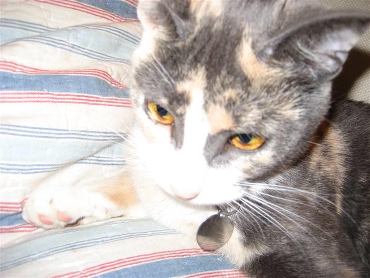 Huskat Frida - Jeg er så træt! billede 12