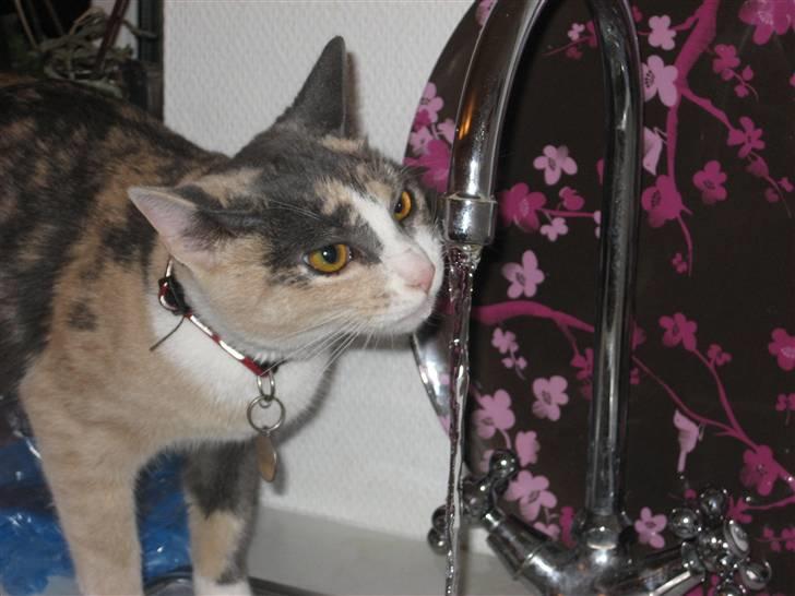 Huskat Frida - Åhh... Hvor er jeg tørstig...! billede 13