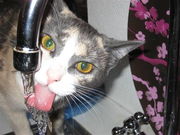 Huskat Frida - SLIK...mmm! det var dejligt! billede 14