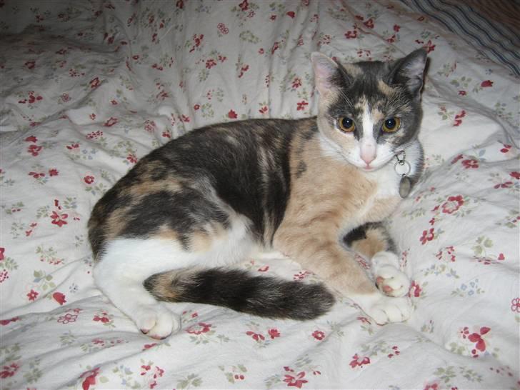 Huskat Frida - Jamen... Nu har hun lagt sig i min seng! Lille hygge kat! billede 15